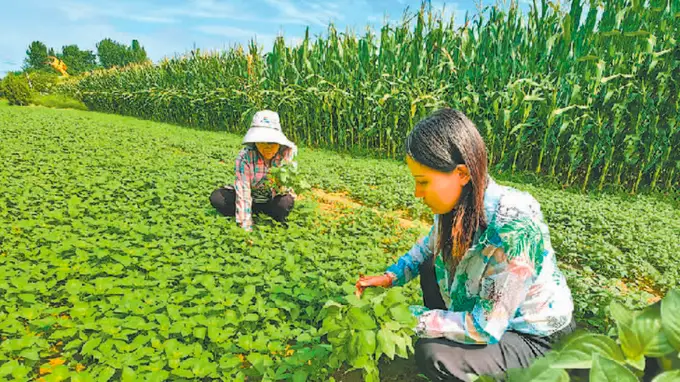 央媒观豫 官渡镇荆芥助农增收成稳增收路径
