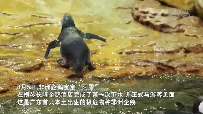 横琴长隆诞生广东首只极危物种非洲企鹅宝宝