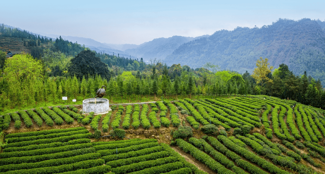 走进马边茶山，邂逅一抹茶香