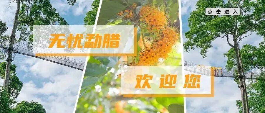 勐腊国学 | 普洱茶古六大茶山之倚邦茶山