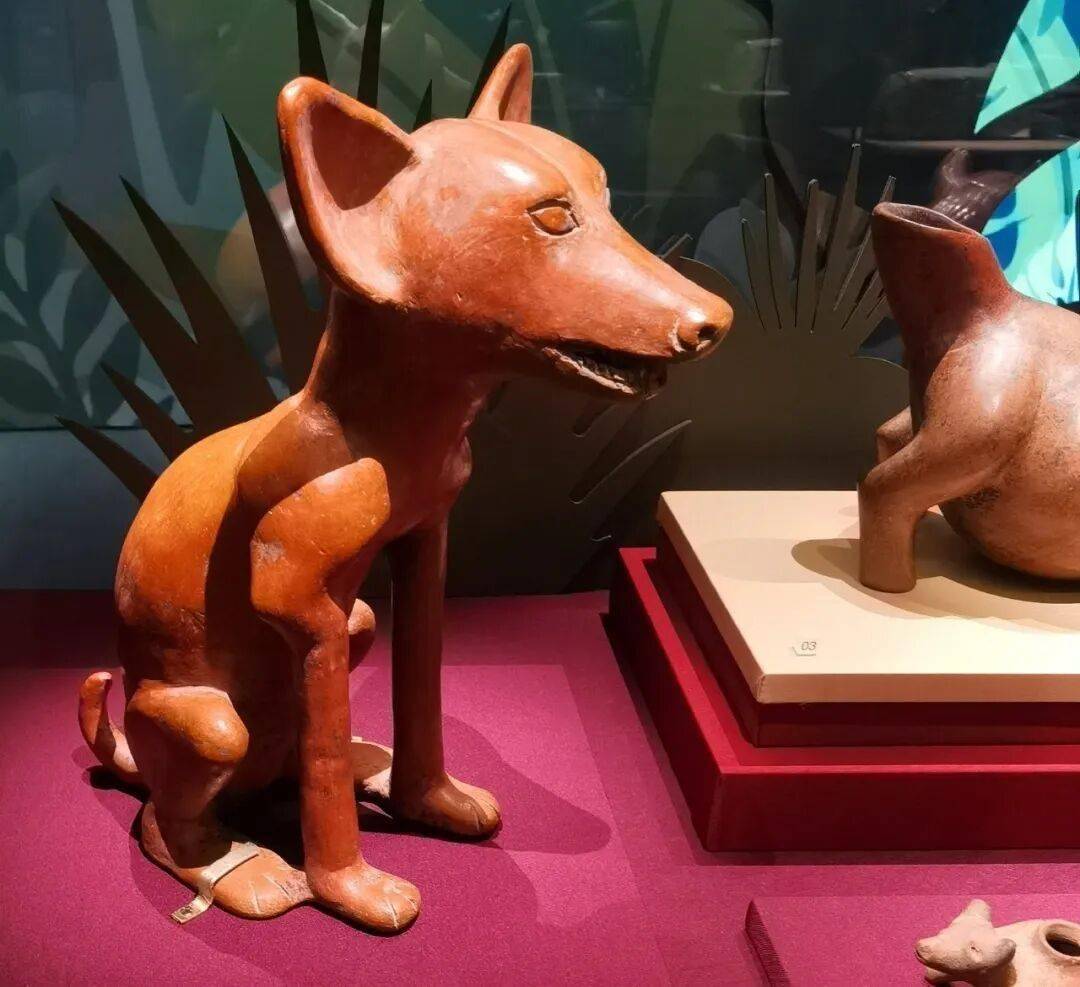 申一涵分享：《玉米·黄金·美洲豹——玛雅与安第斯古代文明大展》18
