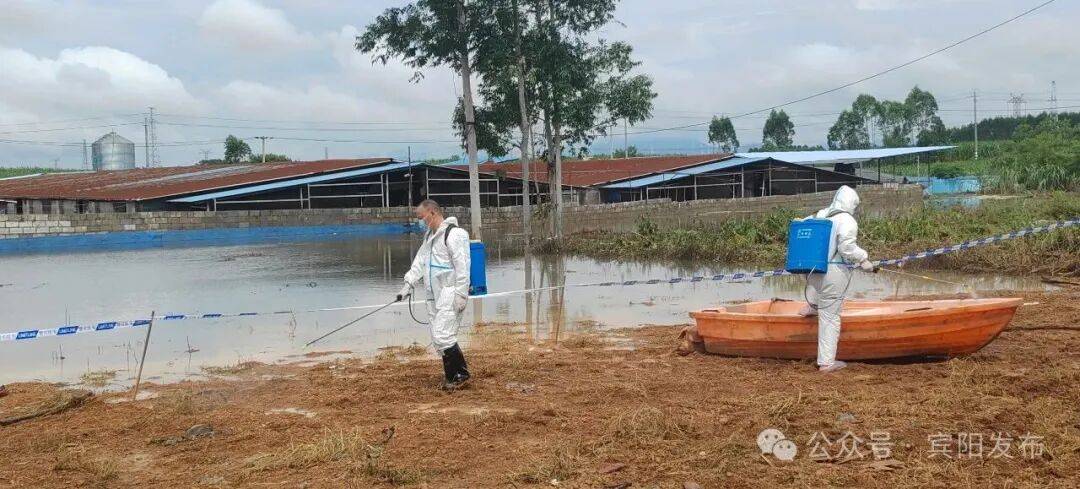 广西宾阳通报“养殖场大量生猪死亡”：积水过深无法通车，死猪一时难以打捞，造成部分死猪在场内漂浮，预计7月11日完成无害化深埋处理
