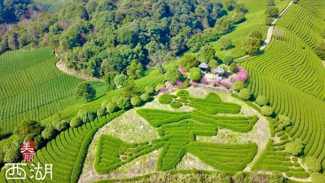 西湖深处藏着的“红茶秘境”，究竟有多绝？