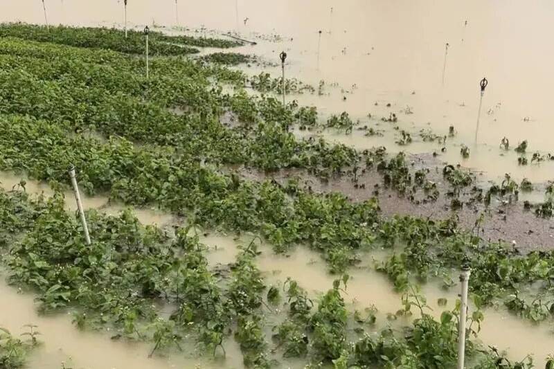 广西横州洪灾致茉莉花田被淹，蜜雪冰城等十余家茶饮品牌紧急驰援