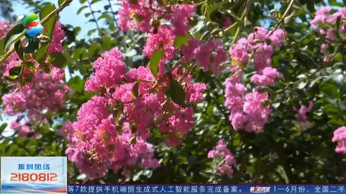 原创红花湖的紫薇花开啦!花期将持续到