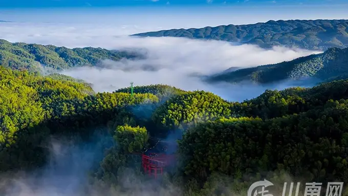 大暑寻清凉 宜宾蜀南竹海绿意醉人