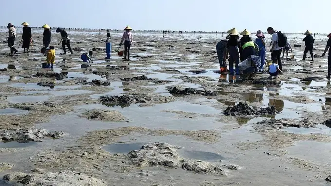 合浦沙岗赶海核心攻略：潮汐卡点+安全提示全指南