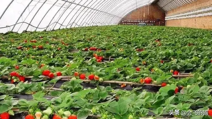为什么草莓味食品和新鲜草莓的味道差别那么大？