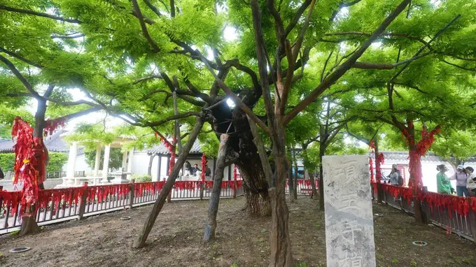 文旅新探丨项王故里：千年古槐新景观