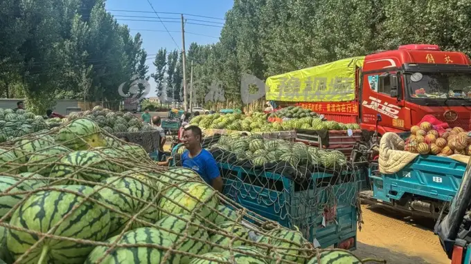 河南一景区按双倍市场价收购近100吨西瓜,免费送游客品尝