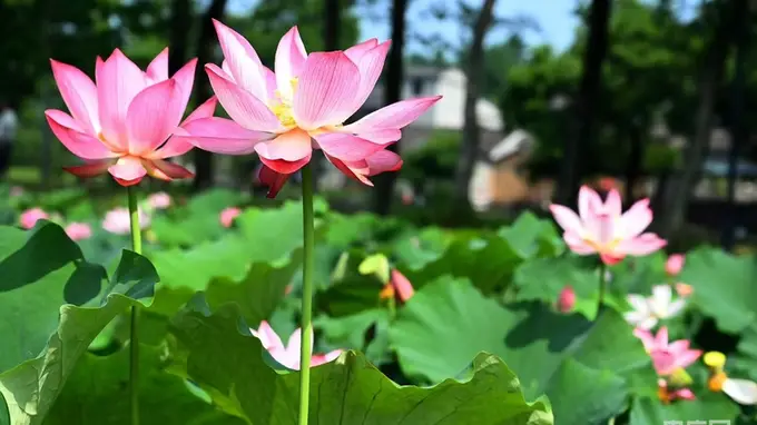 河南新县：夏日荷花醉游人
