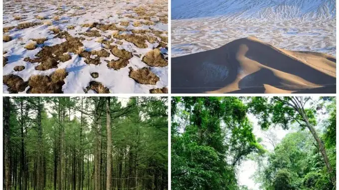 这场植物科考不止于桌游，国风设计藏着中国山河秘境