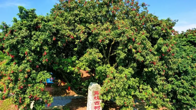 千年古道荔枝鲜 合江荔枝古树群见证古今滋味变迁