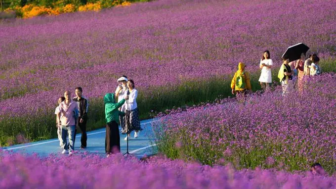 三峡库区绿葱坡四季公园 高山马鞭草盛花引客来