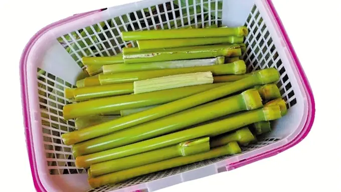 桐乡崇福李家浜甜芦粟收获季 一口清甜唤回儿时旧忆