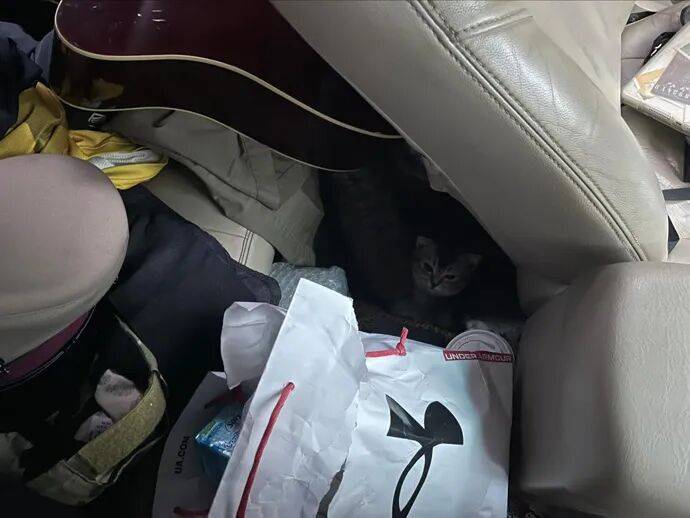 朋友打电话骂我偷猫，刚想回怼…“你什么时候上车的？”