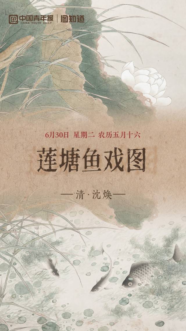 图知道｜《莲塘鱼戏图》：白荷亭亭 群鱼逐波