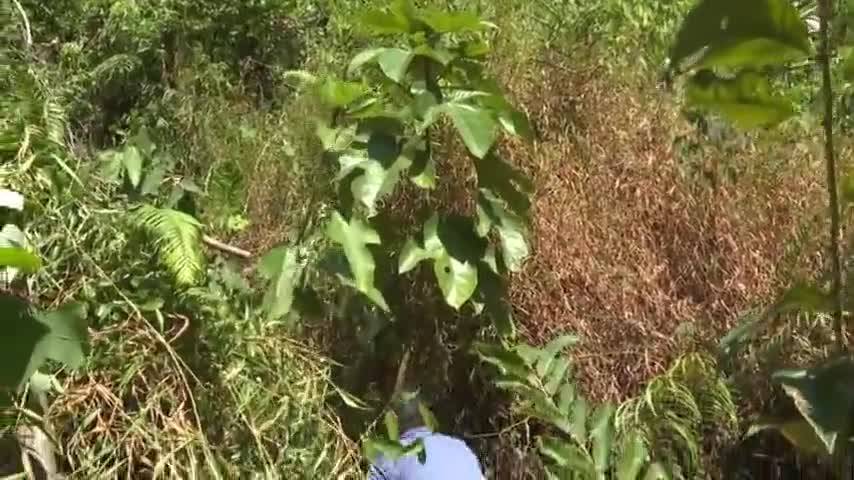 [客家美食] 岭南瑰宝：五指毛桃——探秘“广东人参”的药食魅力与养生价值