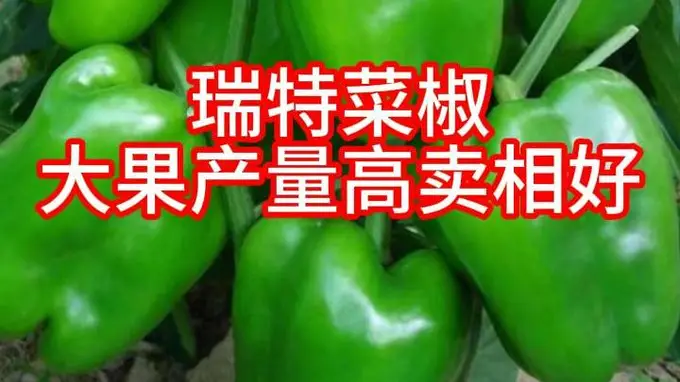 瑞特菜椒甜椒柿子椒种子