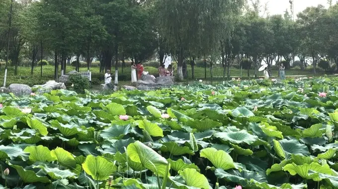 商丘这里荷塘迎来盛花期，打卡正当时！
