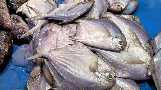 立秋后，这3种鱼可以多吃，都是纯野生鱼，刺少肉多，味道鲜美，人人吃得起！