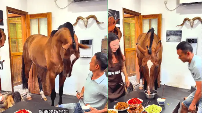湖北一匹马进屋到桌前要米饭吃走红，主人回应：非AI，它像家人一样
