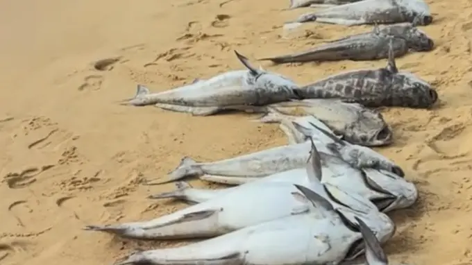 海口沙滩上出现大量死鱼 当地通报：赤潮引发养殖鱼缺氧死亡，已全面清理并无害化处置