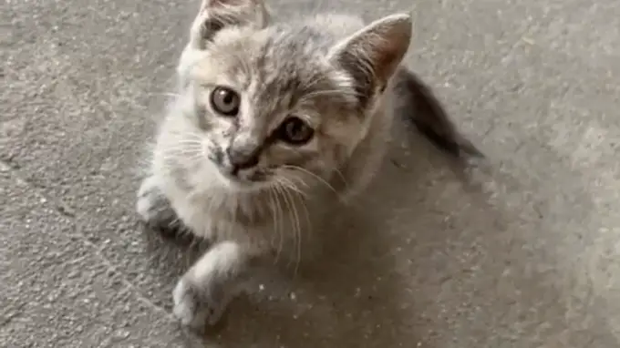 小男孩抱着流浪猫来办公室,全程紧紧抱着猫,老师本想逗逗男孩,没想到把孩子急哭了……