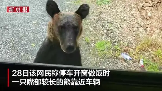 7月27日网传大兴安岭自驾遇熊啃车门 车内人员避险待启动后熊自行离去
