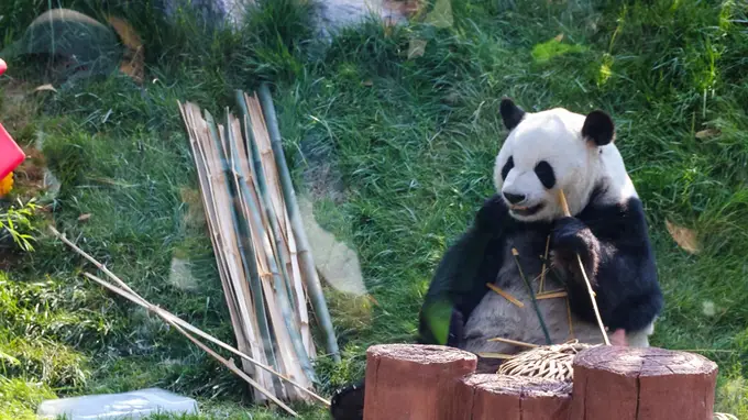 北京动物园防暑降温硬核操作上线！冰块喷淋鲜草瓜果齐送清凉