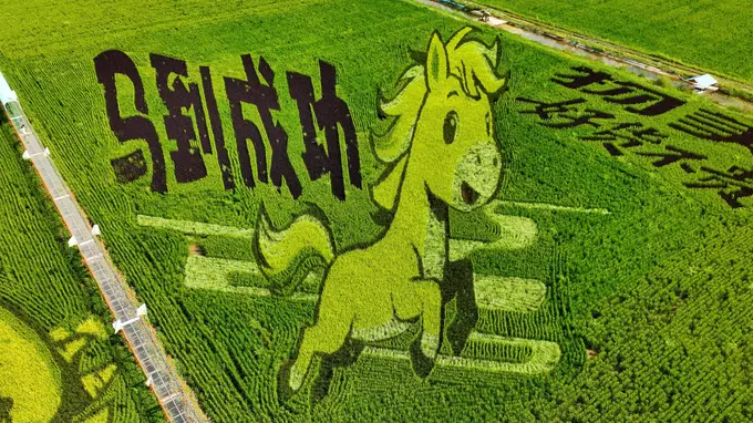宁夏贺兰稻渔空间巨型稻田画迎最佳观赏季