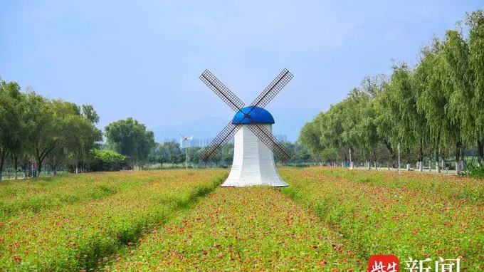 海州打造四季赏花矩阵 百日菊盛放激活赏花经济新活力