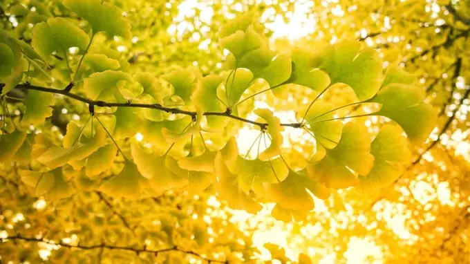 今日立秋：咬秋啃暑，盼秋实满仓暖心头